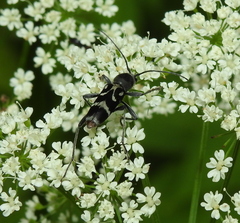 Chlorophorus figuratus