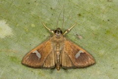 Nosophora