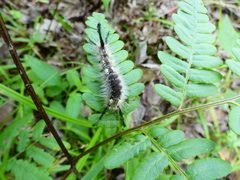 Dasychira dorsipennata