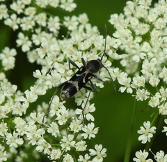 Chlorophorus figuratus