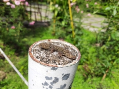 Gonatodes albogularis