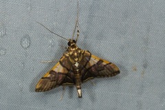 Orphanostigma