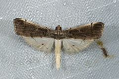 Orphnophanes eucerusalis