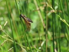 Libelloides hispanicus
