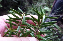 Podocarpus laetus × Podocarpus totara