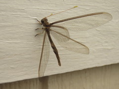 Haploglenius flavicornis