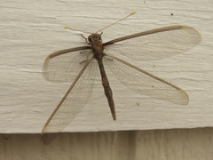 Haploglenius flavicornis