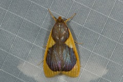 Prooedema inscisalis