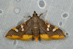 Prophantis octoguttalis