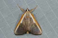 Pylartes subcostalis