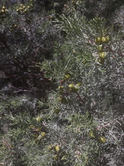 Juniperus turbinata