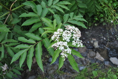 Sambucus adnata