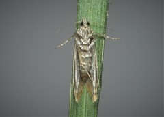 Batia internella