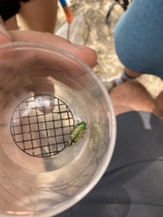 Buprestis confluenta