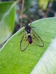Argyroeides ophion