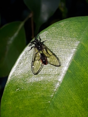 Argyroeides ophion