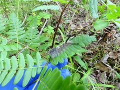 Dasychira dorsipennata