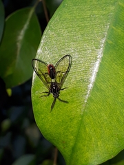 Argyroeides ophion