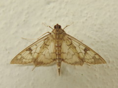 Mimorista