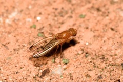 Opomyza florum
