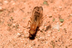 Opomyza florum