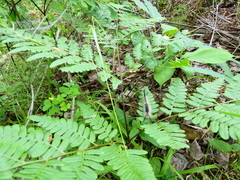 Dasychira dorsipennata