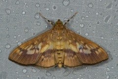 Syllepte sellalis