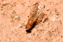 Opomyza florum