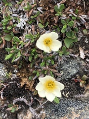 Dryas octopetala
