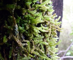 Weymouthia cochlearifolia