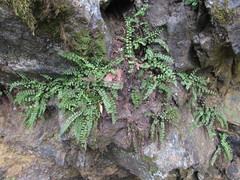 Asplenium adulterinum