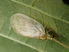 Hemerobius marginatus
