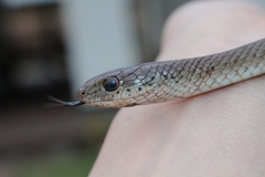 Psammophis