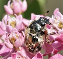 Trichiotinus piger