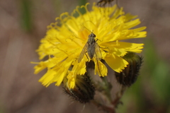 Phthiria pulicaria