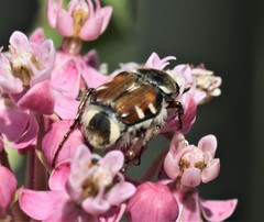 Trichiotinus piger