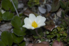 Dryas incisa