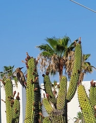 Melanerpes uropygialis