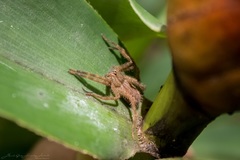 Cupiennius salei