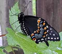 Papilio polyxenes