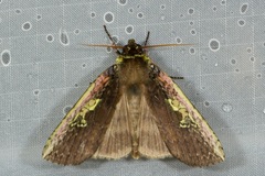 Tethea consimilis