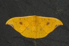 Tridrepana fulvata