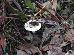 Amanita ananiceps