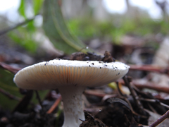 Amanita ananiceps