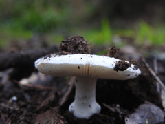 Amanita ananiceps