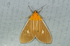Asota producta