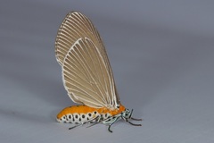 Euplocia membliaria