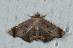 Mecodina albodentata