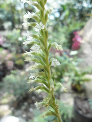 Beloglottis costaricensis