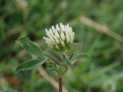 Trifolium squamosum